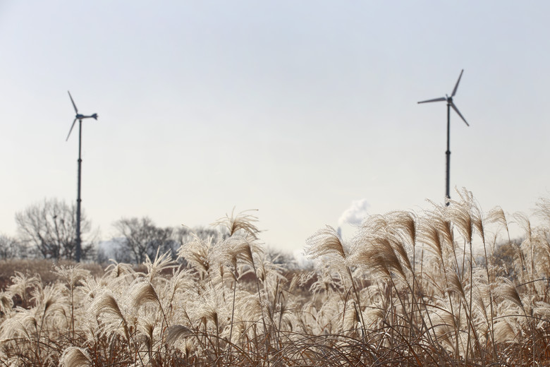 하늘공원에서 철새의 쉼터로 남겨둔 금빛 억새물결을 만나보세요