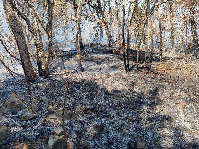 경남도, 고성군 거류면 산불... 주...