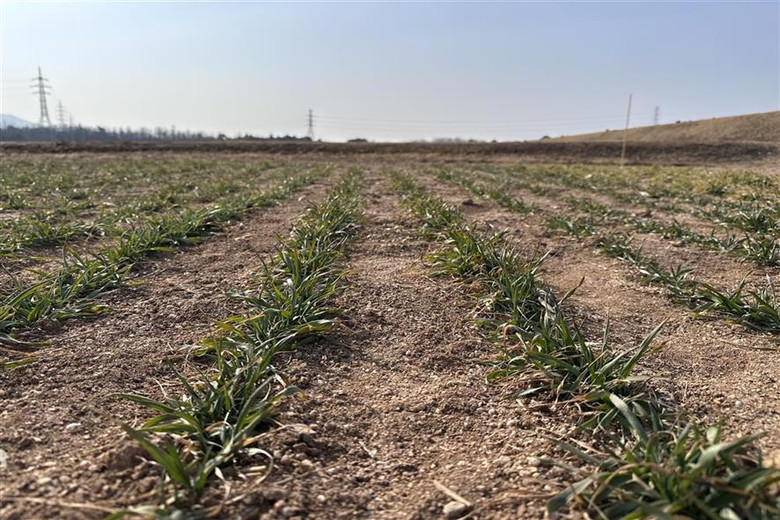 맥류 수확량 ‘생육재생기’ 관리가 좌...