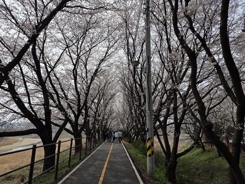 세종의 봄 알리는